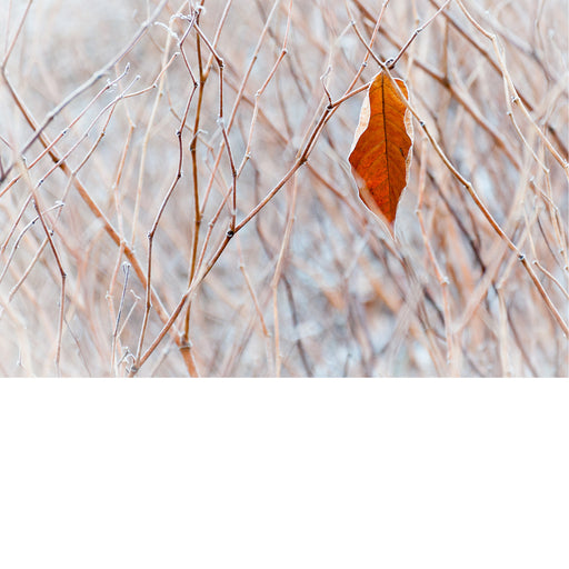 Solo blad in winterse struik