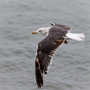 Vliegende meeuw boven de waddenzee