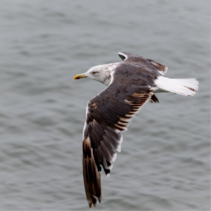 Vliegende meeuw boven de waddenzee