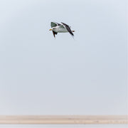 Vliegende meeuw boven de waddenzee, zicht op zandbank