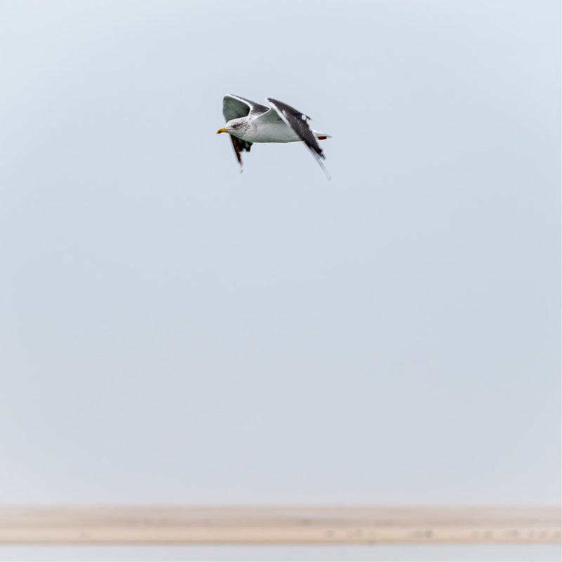 Vliegende meeuw boven de waddenzee, zicht op zandbank