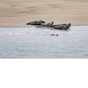 Zeehonden op zandbank, waddenzee, Texel