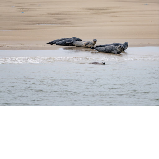 Zeehonden op zandbank, waddenzee, Texel