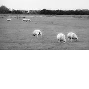 Schapen op de weide, grazen en plassen