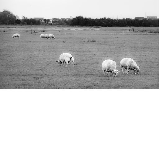 Schapen op de weide, grazen en plassen