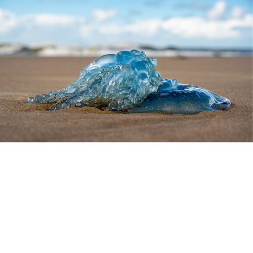 Kwal, op het strand, blauwe schijn