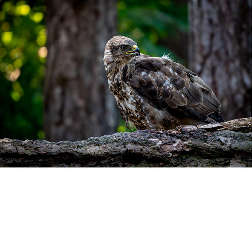 Buizerd, poetsen verenkleed, is rust, bos