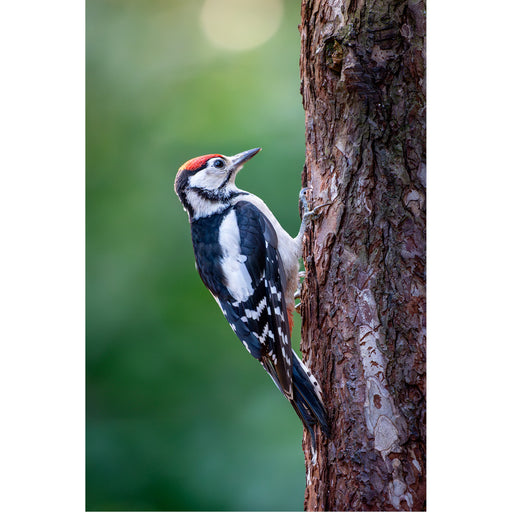 Bonte specht op boom, op zoek naar eten