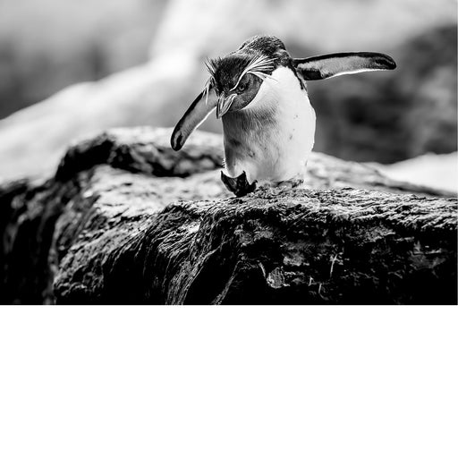 Pinguin op de rand van de rots, springen of niet