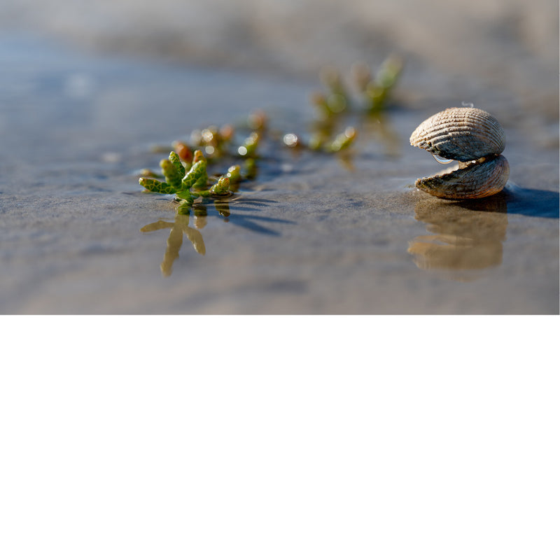 Zeekraal op de slikken en schorren