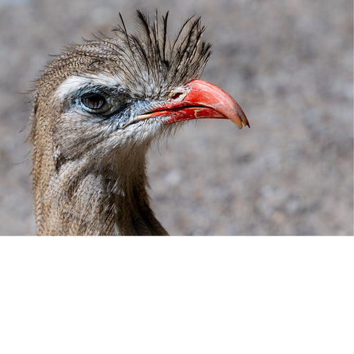 Roodpootseriema, headshot