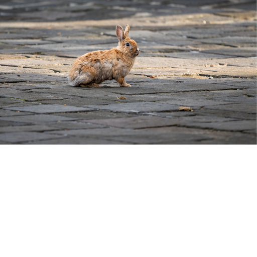 Konijntje, bruin-wit op kasseien