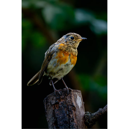 Roodborstje rustend op afgezaagde tak