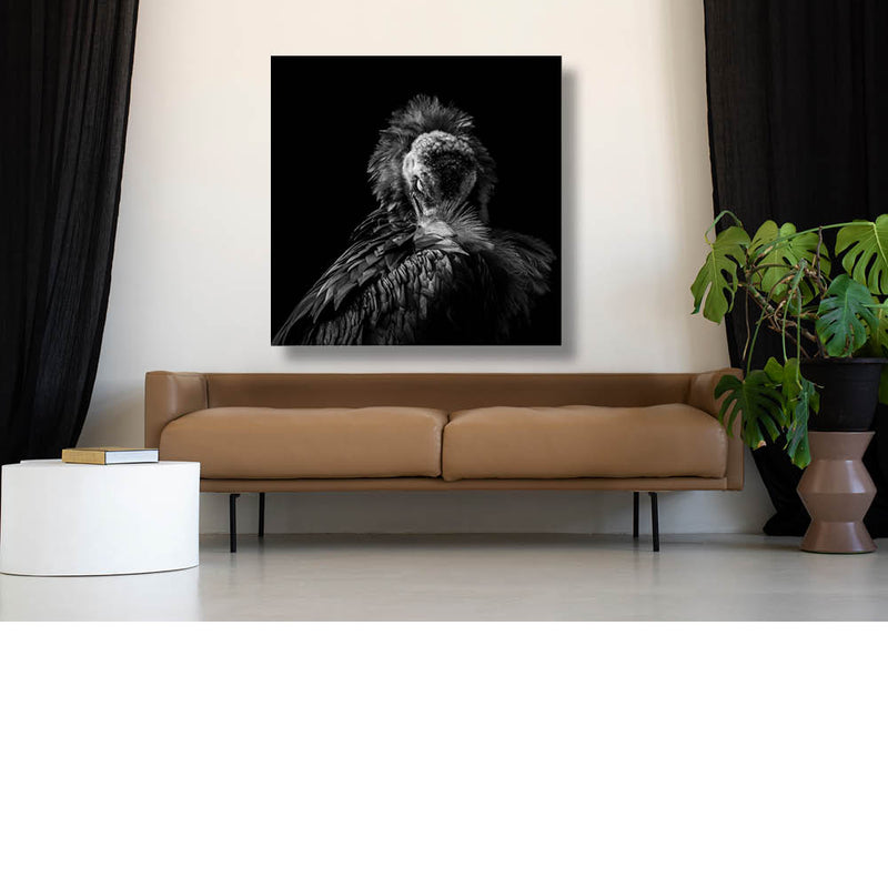 Gier, kop in pluimen