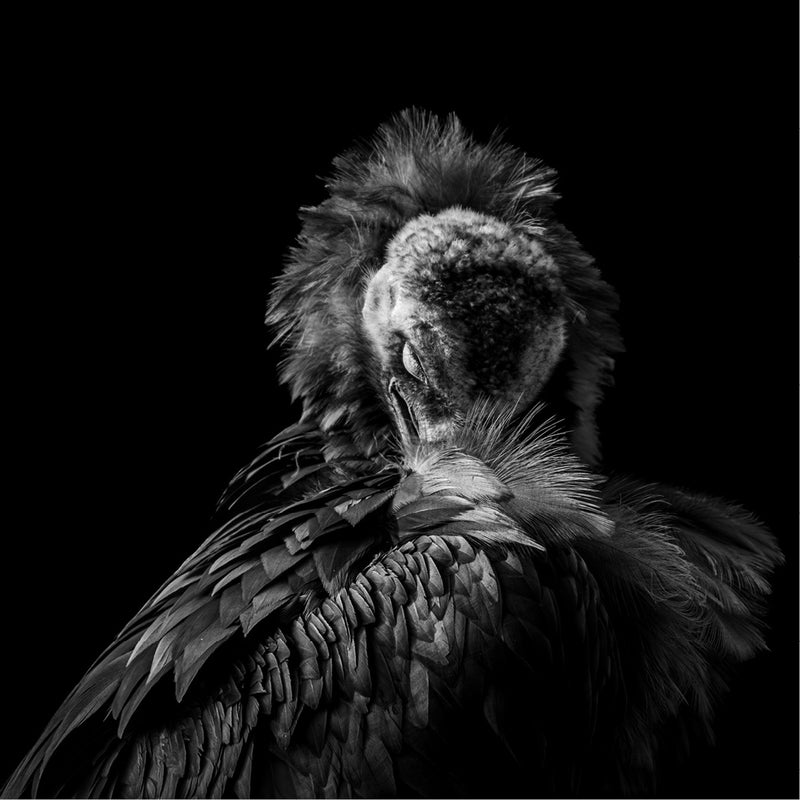 Gier die met zijn kop in zijn pluimen zit