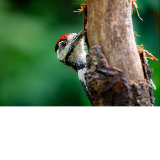 Bonte specht op boom, op zoek naar eten