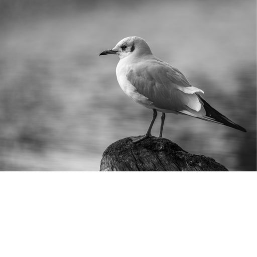 Meeuw op uitzichtover water, op topje van paal