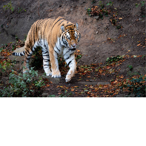 Tijger op wandel, herfstige ondergrond