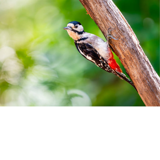 Bonte specht op diagonale tak, op zoek naar eten