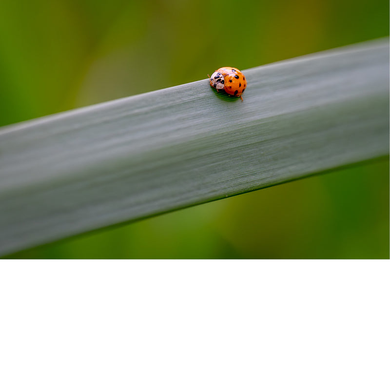 Lieveheersbeestje op breed blad