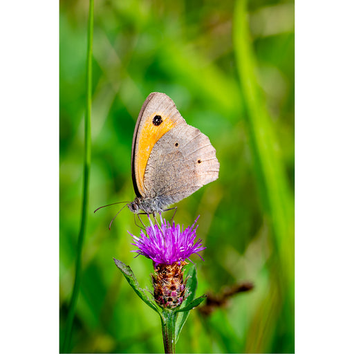 Bruin zandoogje, vlinder, op rode distelbloem