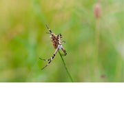 Tijgerspin op biesknop