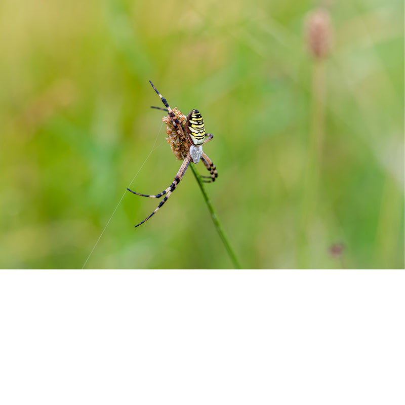 Tijgerspin op biesknop