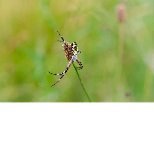 Tijgerspin op biesknop