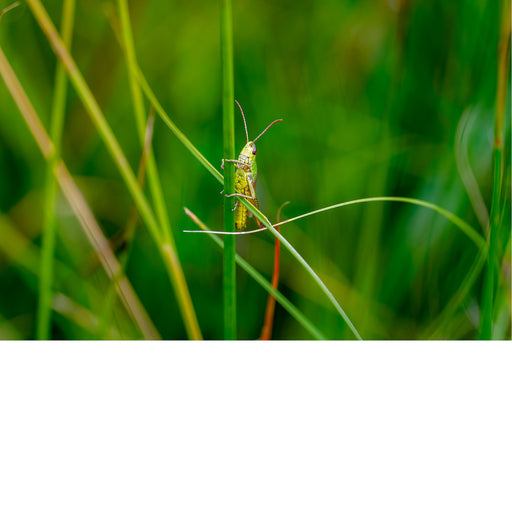 Sprinkhaantje op stengel