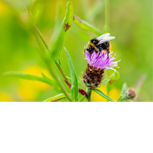 Hommel op distelbloem