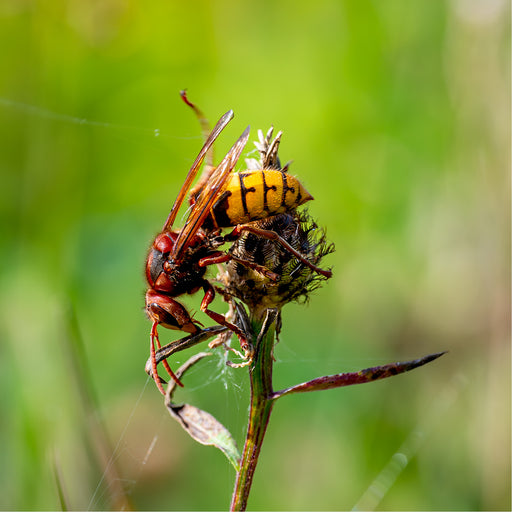 Europese hoornaar op bloemknop
