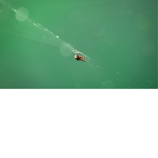 Spin in web, groen achtergrond