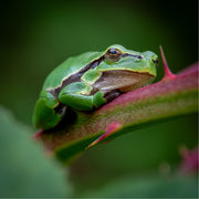 Boomkikker op bramentak