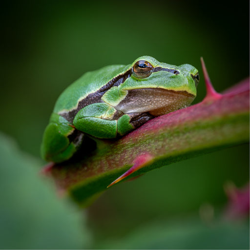 Boomkikker op bramentak