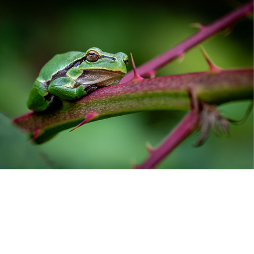 Boomkikker op bramentak
