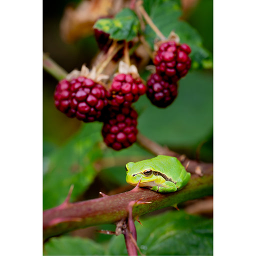 Boomkikker op bramentak met rode braambessen op de achergrond