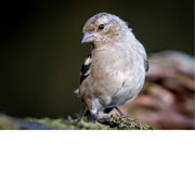 Vink, zittend, kijkend
