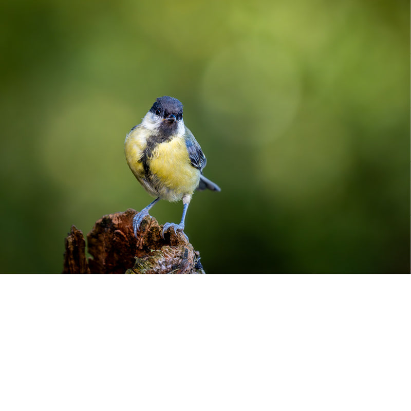 Koolmees op boomstronkje