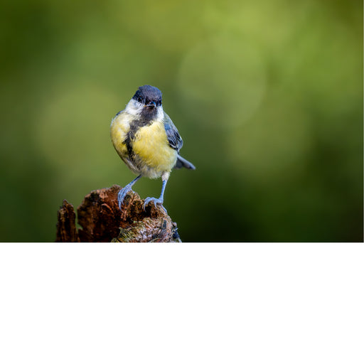 Koolmees op boomstronkje