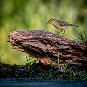Tjiftjaf op boomstronk bij poel