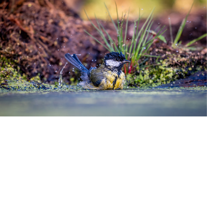 Koolmees badend in poel