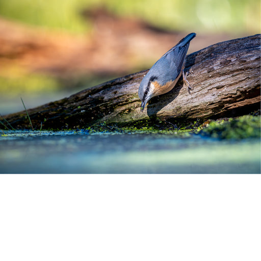Boomklever op boom, drinkend aan poel
