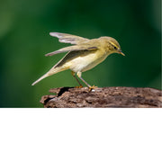 Tjiftjaf op boomstronk