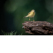 Tjiftjaf op boomstronk