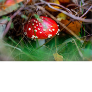 Ontluikende vliegenzwam