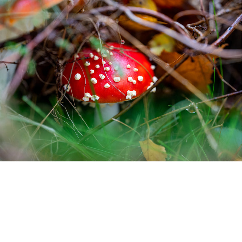 Ontluikende vliegenzwam