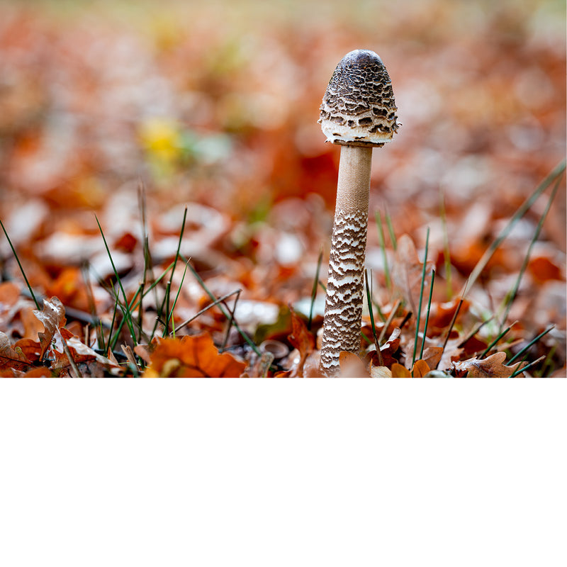 Inktzwam, herfst blaadjes