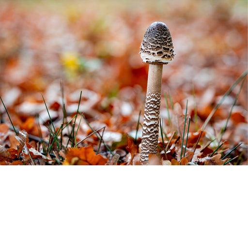 Inktzwam, herfst blaadjes