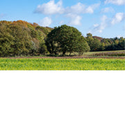 Bomen in herfstlandschap met schapenwolkjes