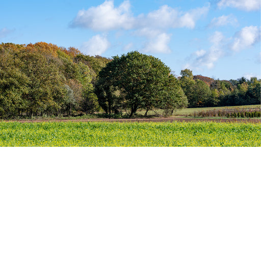 Bomen in herfstlandschap met schapenwolkjes